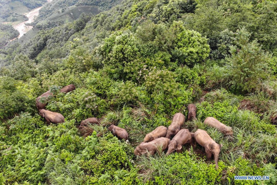 Wandering wild Asian elephants return to traditional habitat in Mojiang County, Yunnan