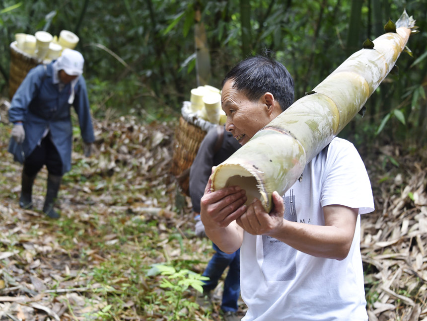 In pics: Farmers harvest bamboo shoots in SW China’s Chongqing