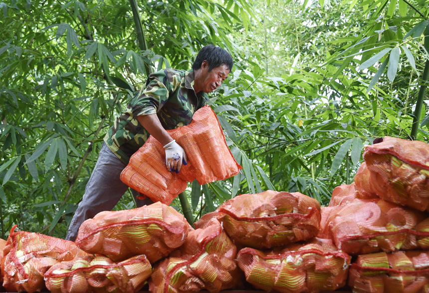 In pics: Farmers harvest bamboo shoots in SW China’s Chongqing