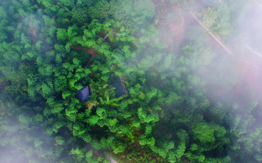 In pics: Farmers harvest bamboo shoots in SW China’s Chongqing