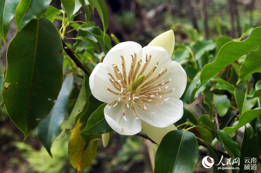 Explore the paradise of flora and fauna in SW China's Yunnan