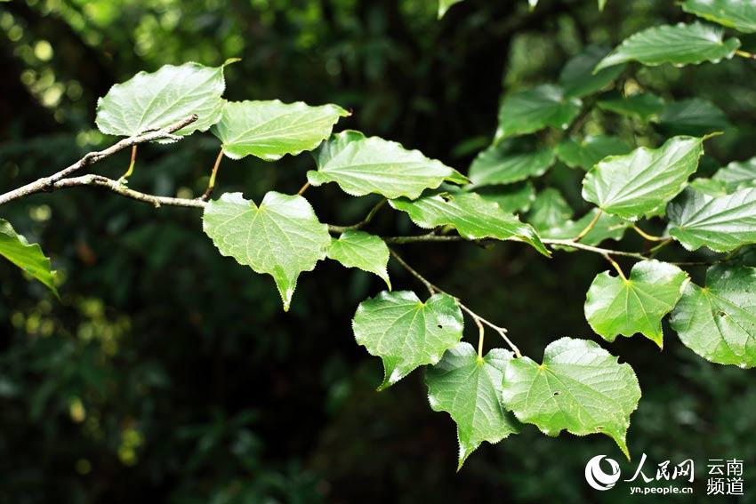 Explore the paradise of flora and fauna in SW China's Yunnan