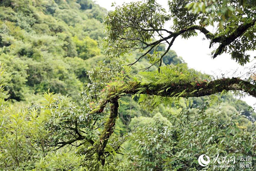 Explore the paradise of flora and fauna in SW China's Yunnan