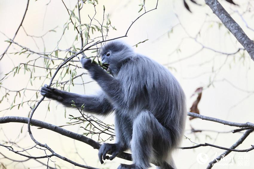 National first-class protected Phayre's leaf monkeys increase to over 2000 in SW Yunnan