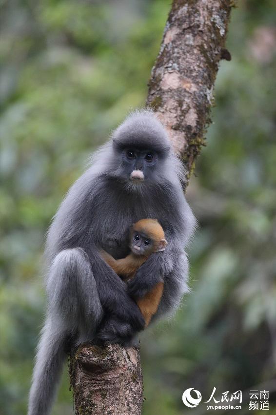 National first-class protected Phayre's leaf monkeys increase to over 2000 in SW Yunnan