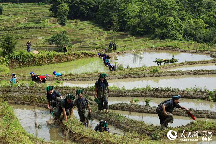 Honghe Hani Rice Terraces in SW China’s Yunnan: a masterpiece of the local people