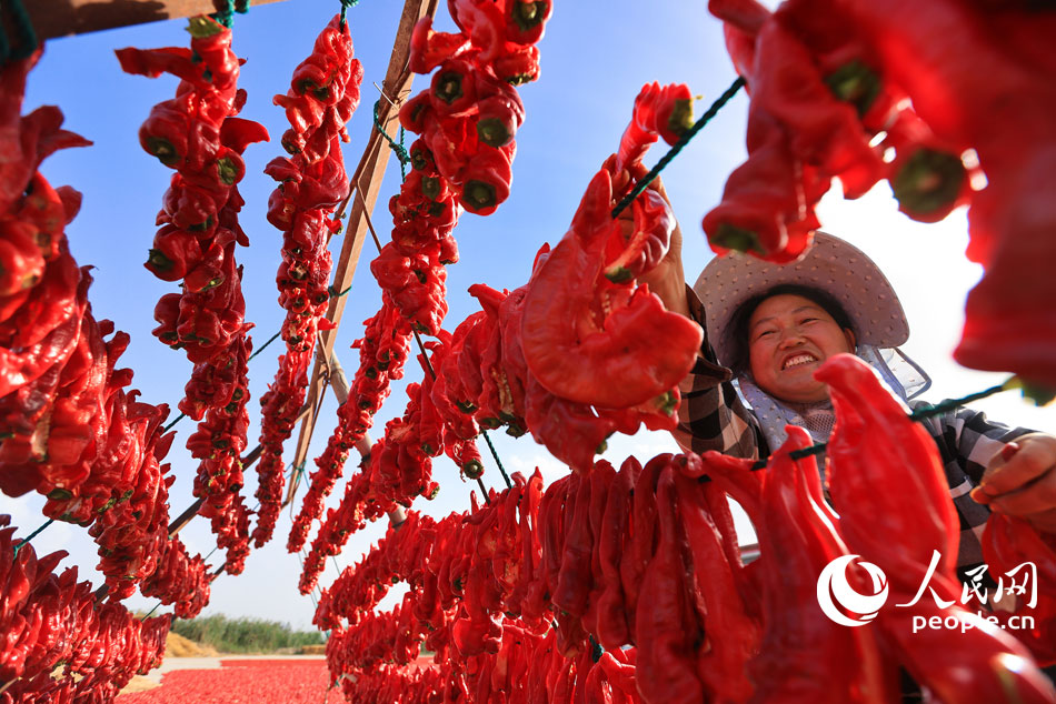 County in NW China’s Xinjiang embraces harvest season for chili peppers