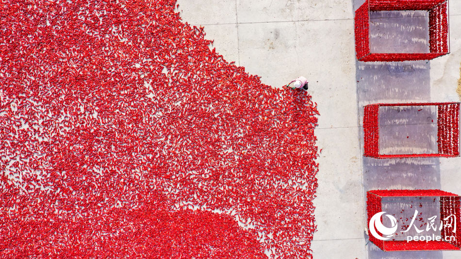 County in NW China’s Xinjiang embraces harvest season for chili peppers