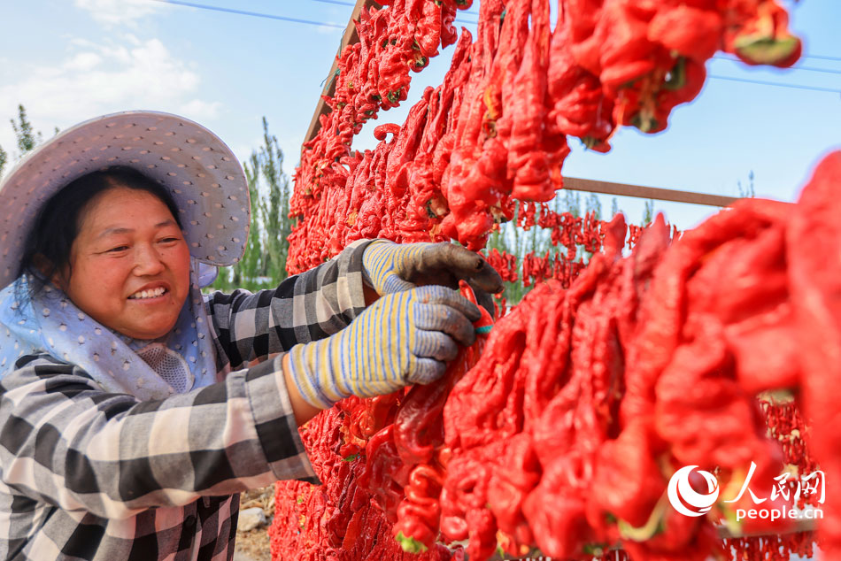 County in NW China’s Xinjiang embraces harvest season for chili peppers