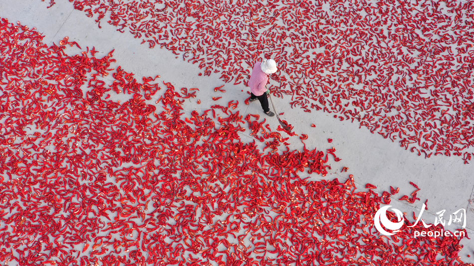 County in NW China’s Xinjiang embraces harvest season for chili peppers