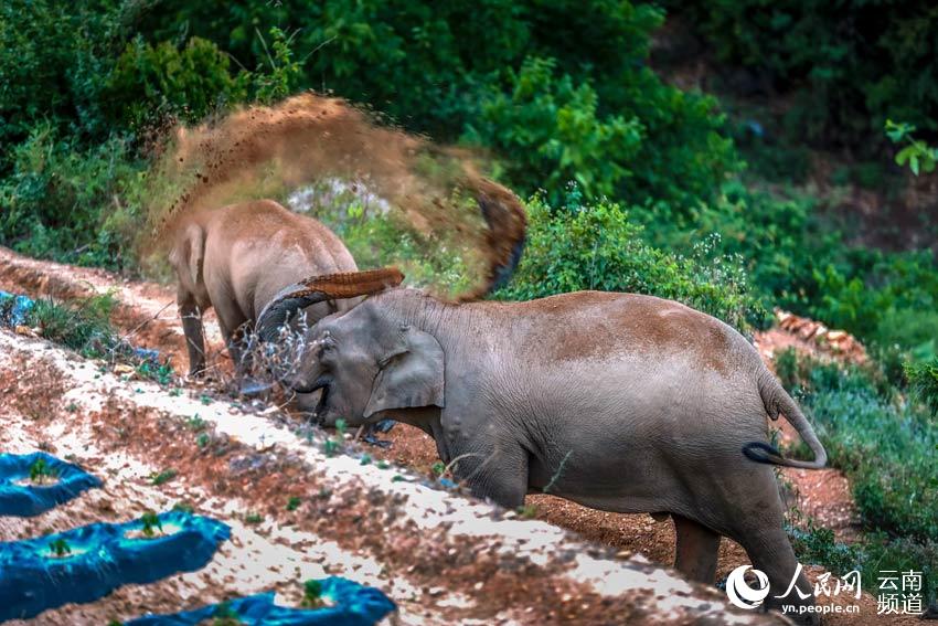 Appreciating cute moments from elephant herd's long northerly migratory trek