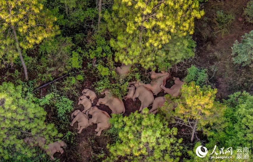 Appreciating cute moments from elephant herd's long northerly migratory trek