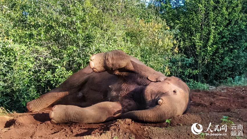 Appreciating cute moments from elephant herd's long northerly migratory trek