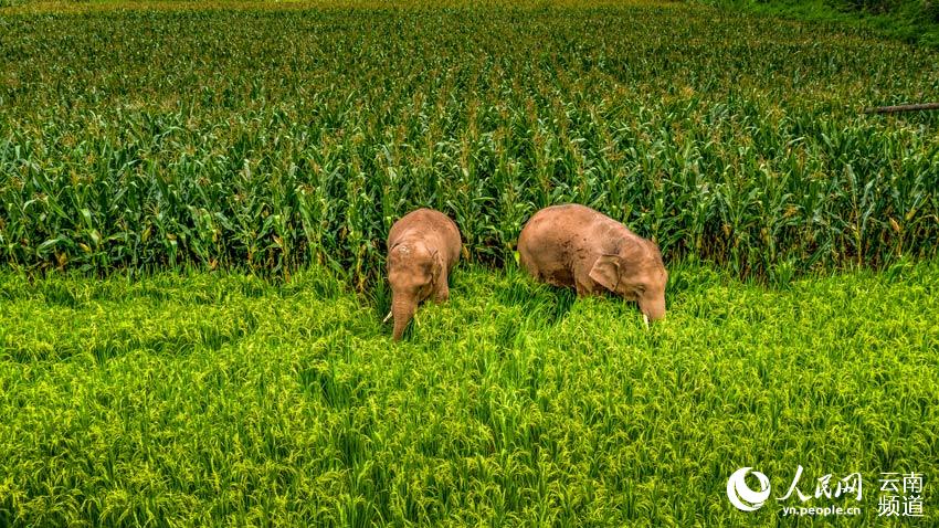 Appreciating cute moments from elephant herd's long northerly migratory trek