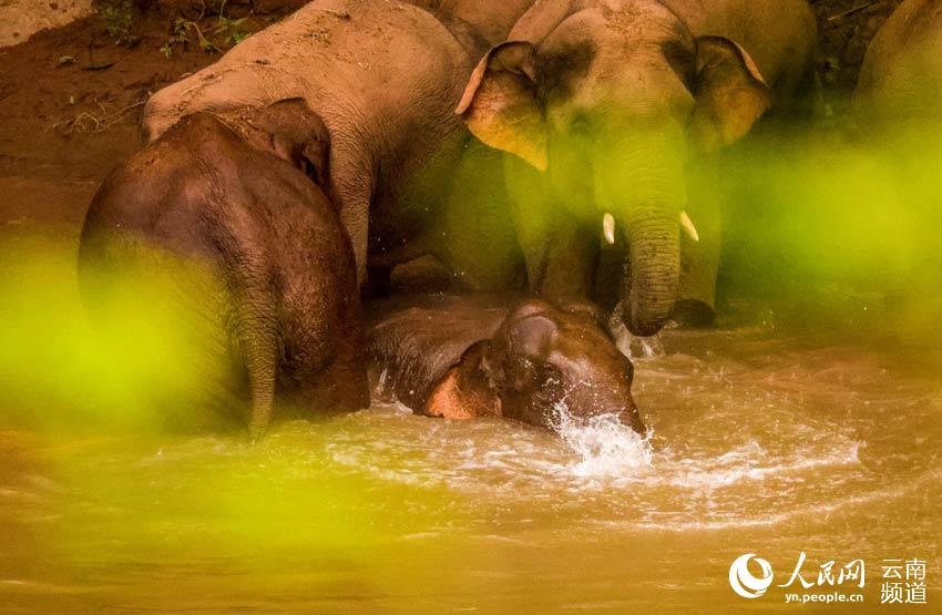 Appreciating cute moments from elephant herd's long northerly migratory trek