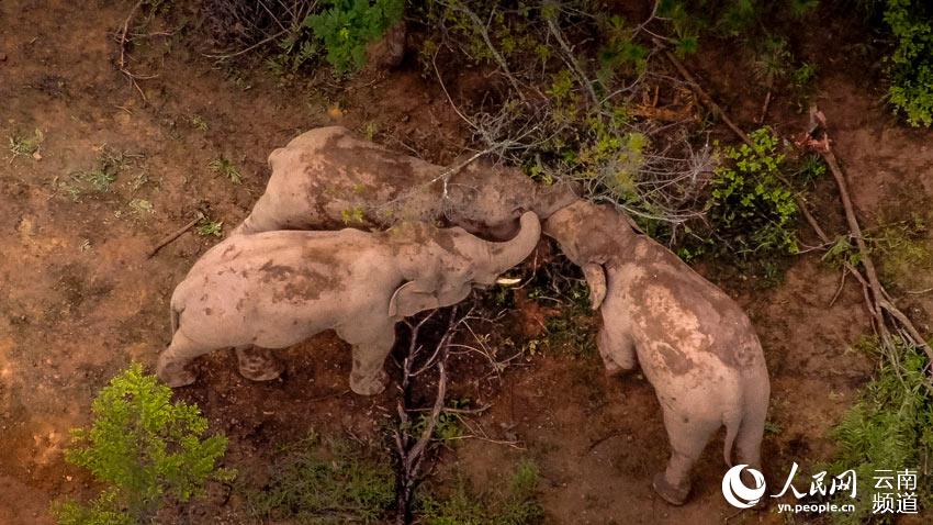 Appreciating cute moments from elephant herd's long northerly migratory trek