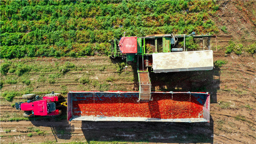 Harvesters in Xinjiang reap tomatoes across thousands of hectares