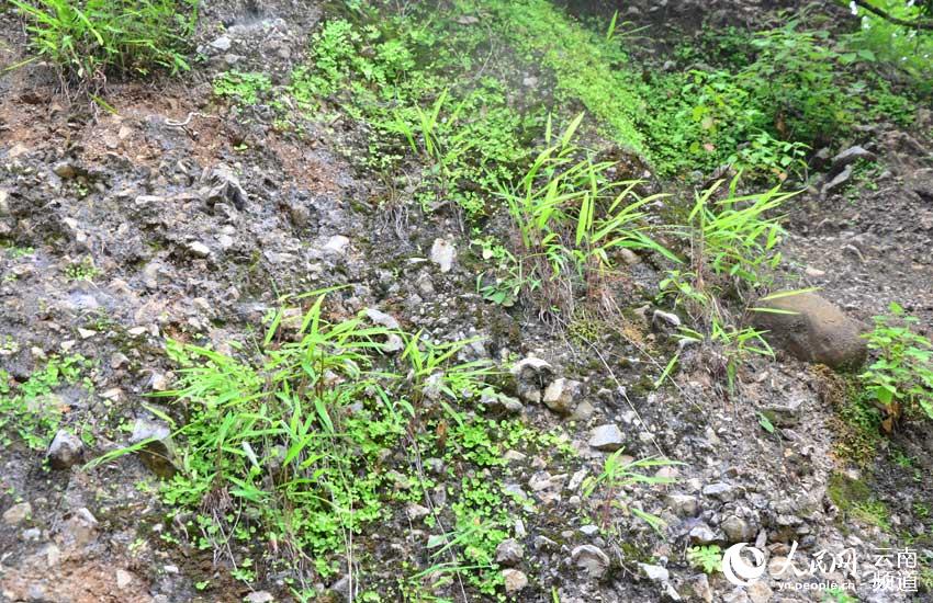 Rare grass species discovered in SW China