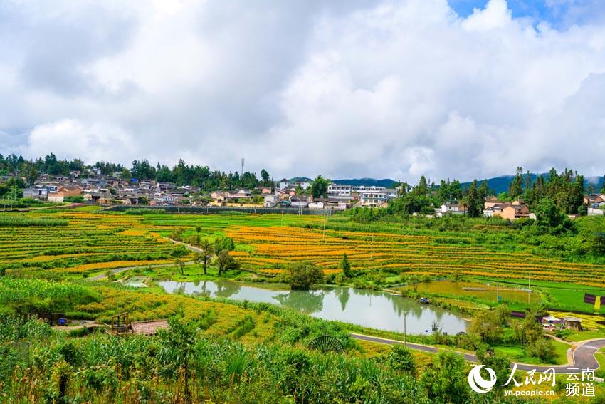 Village in SW China’s Yunnan embraces prosperity through agricultural tourism