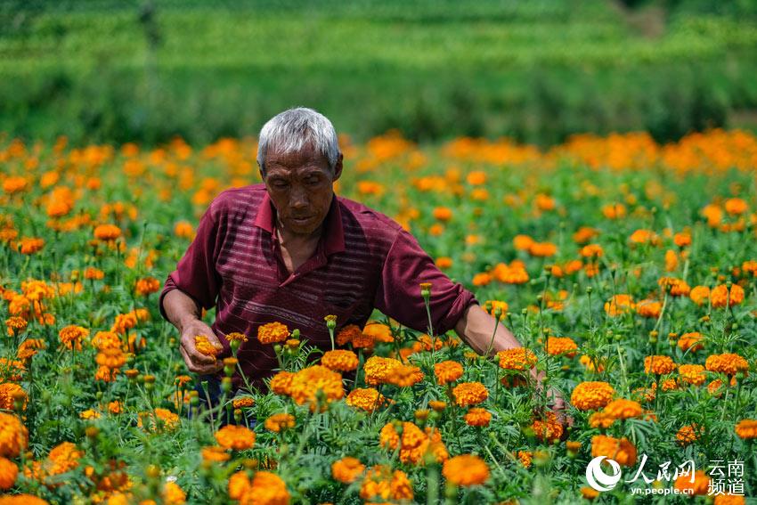 Village in SW China’s Yunnan embraces prosperity through agricultural tourism