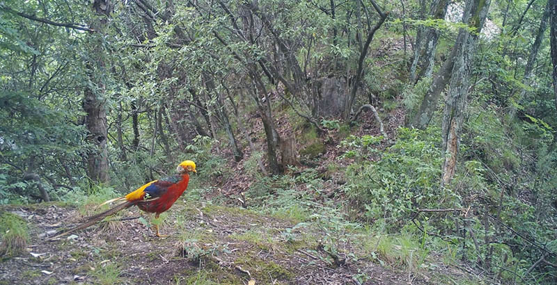 Infrared cameras capture footage of rare animals in Shennongjia, China’s Hubei province