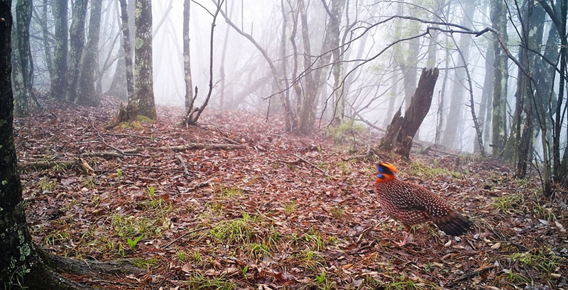 Infrared cameras capture footage of rare animals in Shennongjia, China’s Hubei province