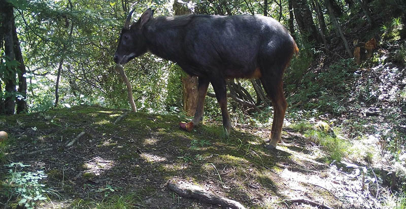 Infrared cameras capture footage of rare animals in Shennongjia, China’s Hubei province