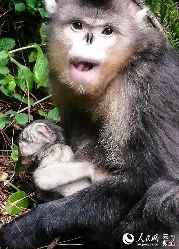 Yunnan snub-nosed monkey born in SW China nature reserve