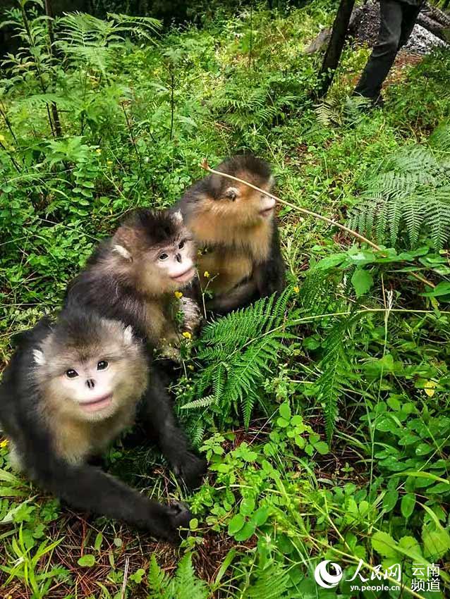 Yunnan snub-nosed monkey born in SW China nature reserve