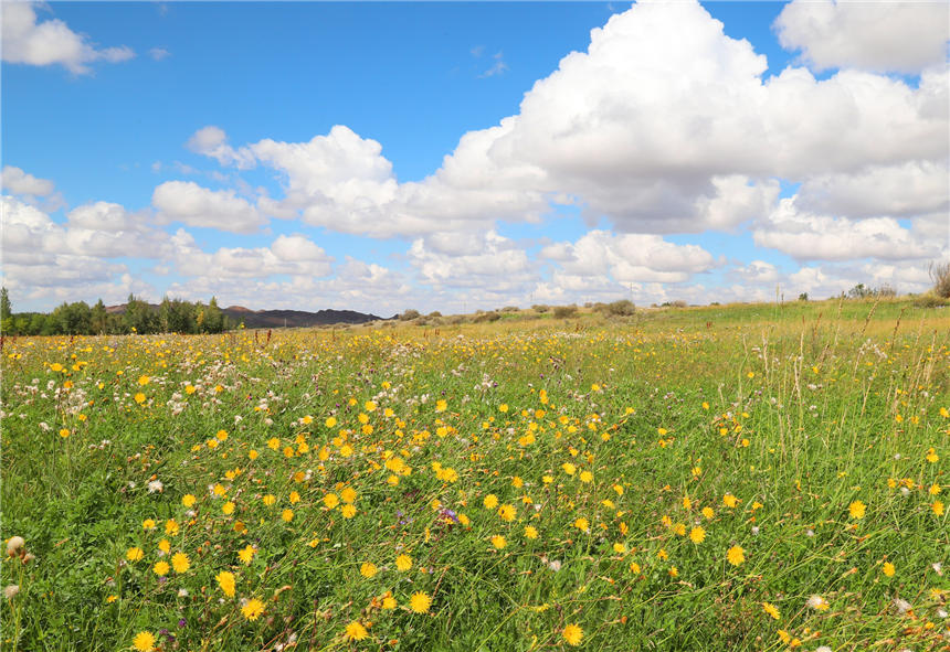 Xinjiang’s Jeminay County paints a vivid picture of bright dandelions