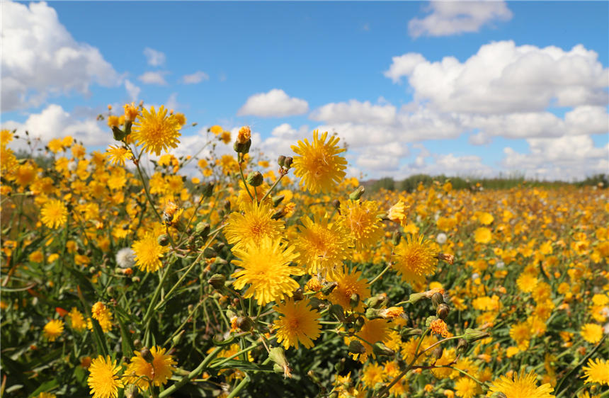 Xinjiang’s Jeminay County paints a vivid picture of bright dandelions