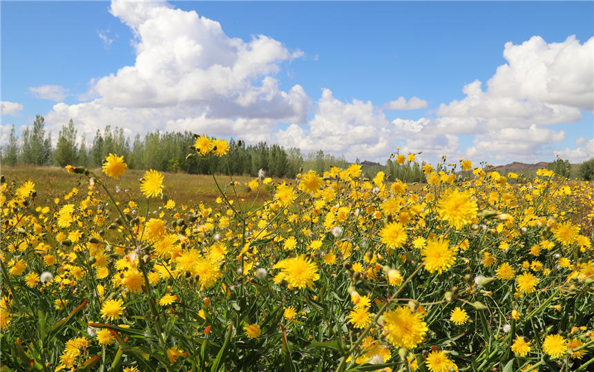 Xinjiang’s Jeminay County paints a vivid picture of bright dandelions