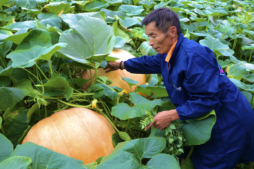 How heavy can a pumpkin be? Over 100 kg!