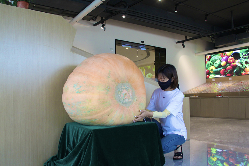 How heavy can a pumpkin be? Over 100 kg!