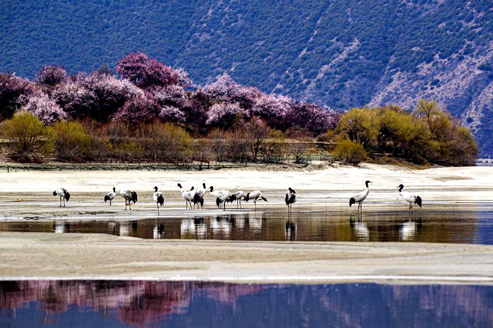 Black-necked crane population exceeds 8,000 in SW China’s Tibet