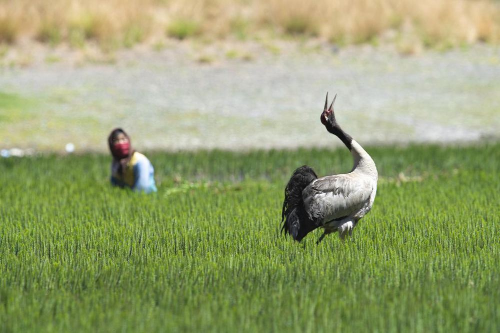 Black-necked crane population exceeds 8,000 in SW China’s Tibet