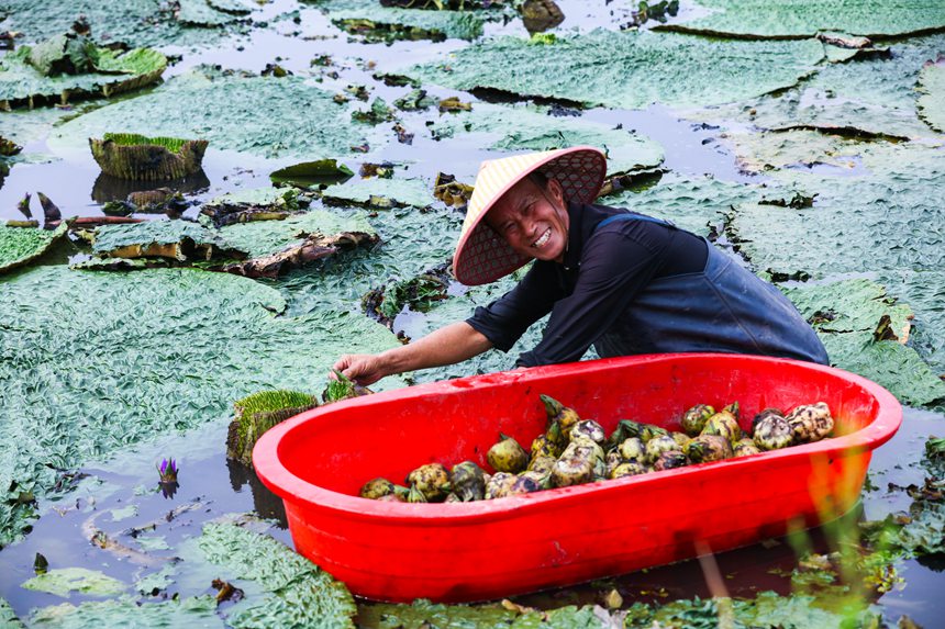 Farmers in central China's Henan busy harvesting gorgon fruit