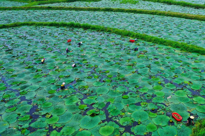 Farmers in central China's Henan busy harvesting gorgon fruit