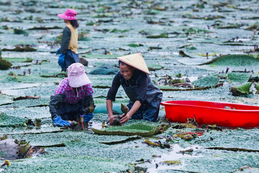 Farmers in central China's Henan busy harvesting gorgon fruit