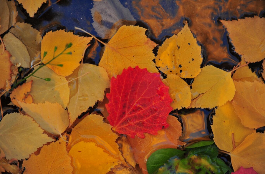 Explore fascinating autumnal vistas in NW China's Xinjiang