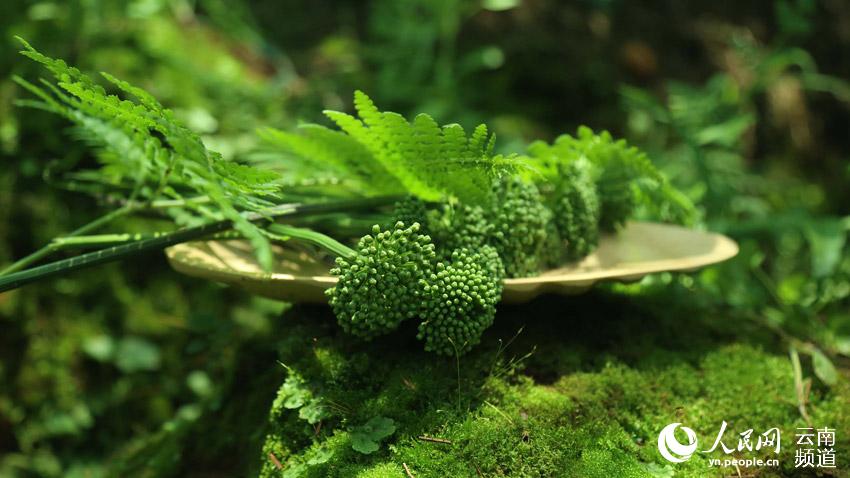 Wenshan prefecture in SW China’s Yunnan makes headway in conservation of endemic herb