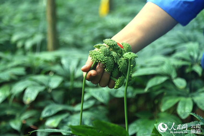 Wenshan prefecture in SW China’s Yunnan makes headway in conservation of endemic herb