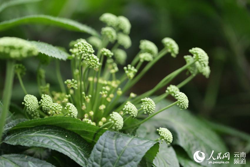 Wenshan prefecture in SW China’s Yunnan makes headway in conservation of endemic herb