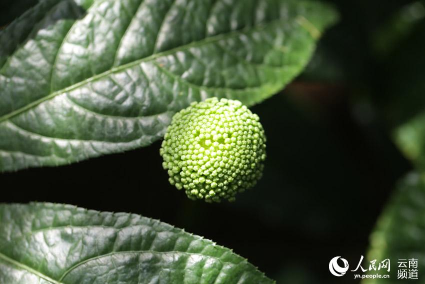 Wenshan prefecture in SW China’s Yunnan makes headway in conservation of endemic herb