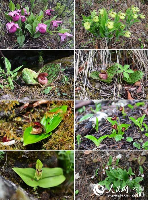 Critically endangered orchid lost for over 25 years rediscovered in SW China's Yunnan