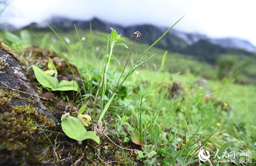 Critically endangered orchid lost for over 25 years rediscovered in SW China's Yunnan