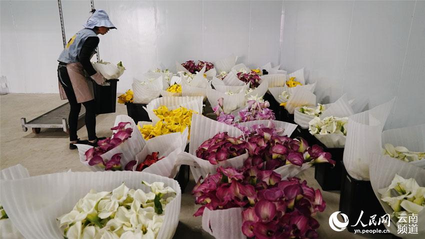 Stunning flowers cultivated in SW China's Yunnan selling well nationwide