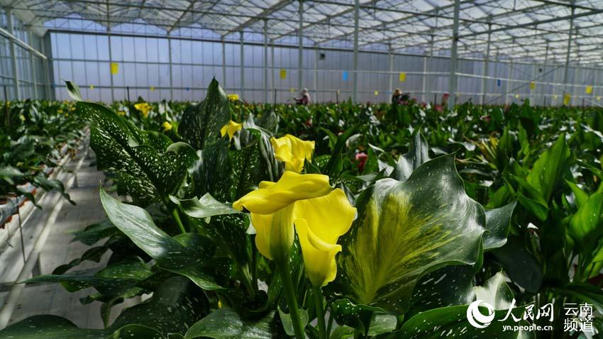 Stunning flowers cultivated in SW China's Yunnan selling well nationwide