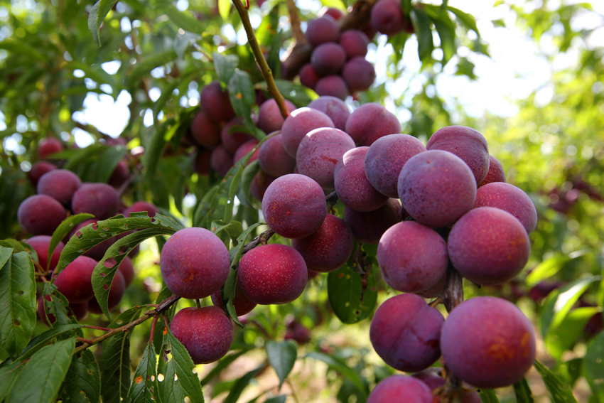 Small fruits drive growth of agricultural industry in Wenchuan, SW China