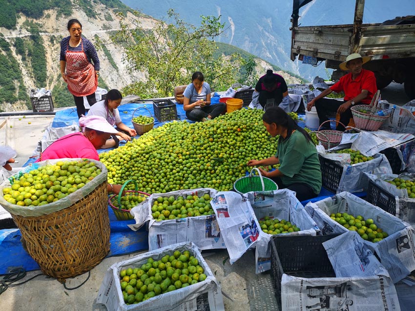 Small fruits drive growth of agricultural industry in Wenchuan, SW China